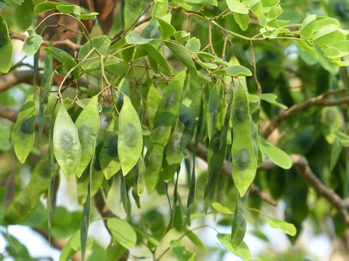 Dalbergia lanceolaria subsp. paniculata — photo