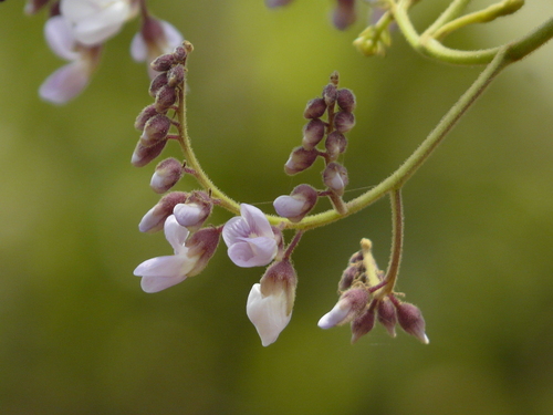 Dalbergia lanceolaria subsp. paniculata