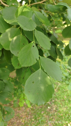Dalbergia latifolia (Rosewood) — photo