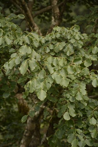 Dalbergia latifolia (Rosewood) — photo
