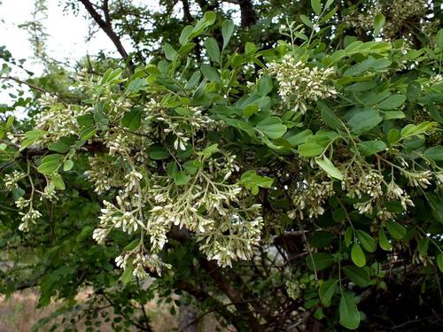 Dalbergia melanoxylon (African blackwood) — photo