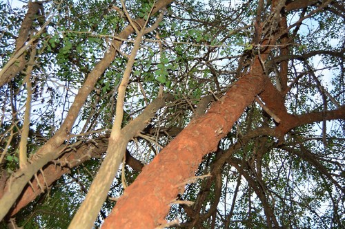 Dalbergia melanoxylon (African blackwood) — photo
