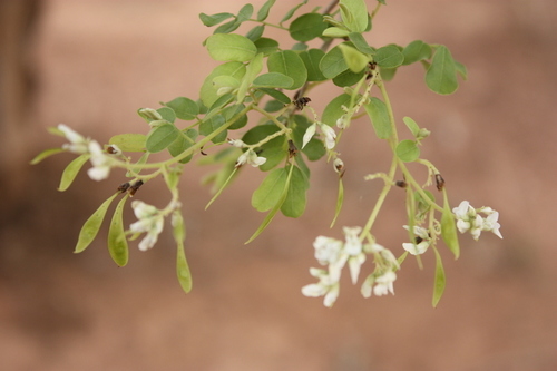 Dalbergia melanoxylon