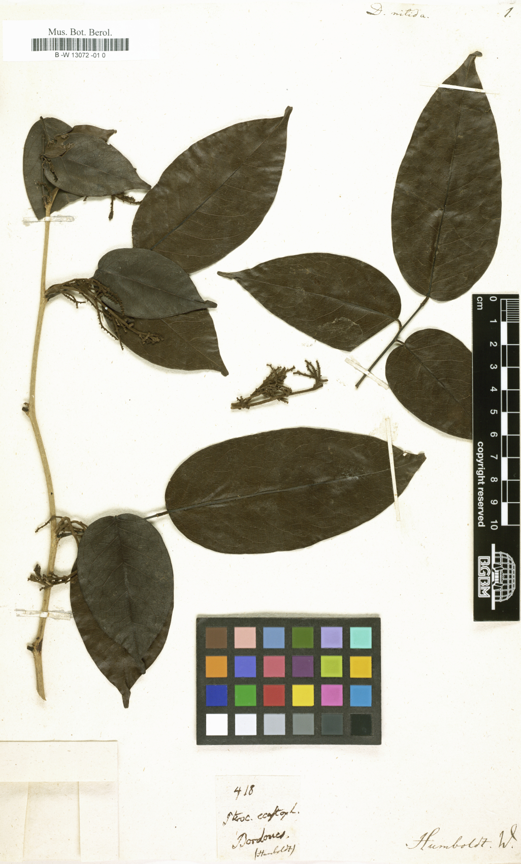 Dalbergia nitida