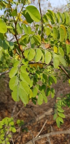 Dalbergia nitidula