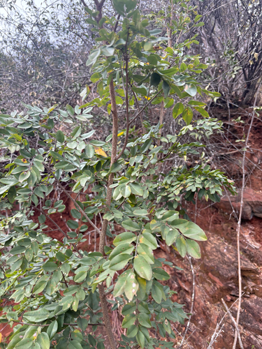 Dalbergia nitidula (Glossy flat-bean) — photo