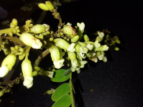 Dalbergia pinnata — photo