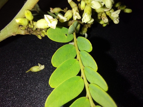 Dalbergia pinnata — photo