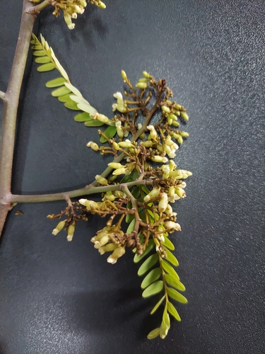 Dalbergia pinnata
