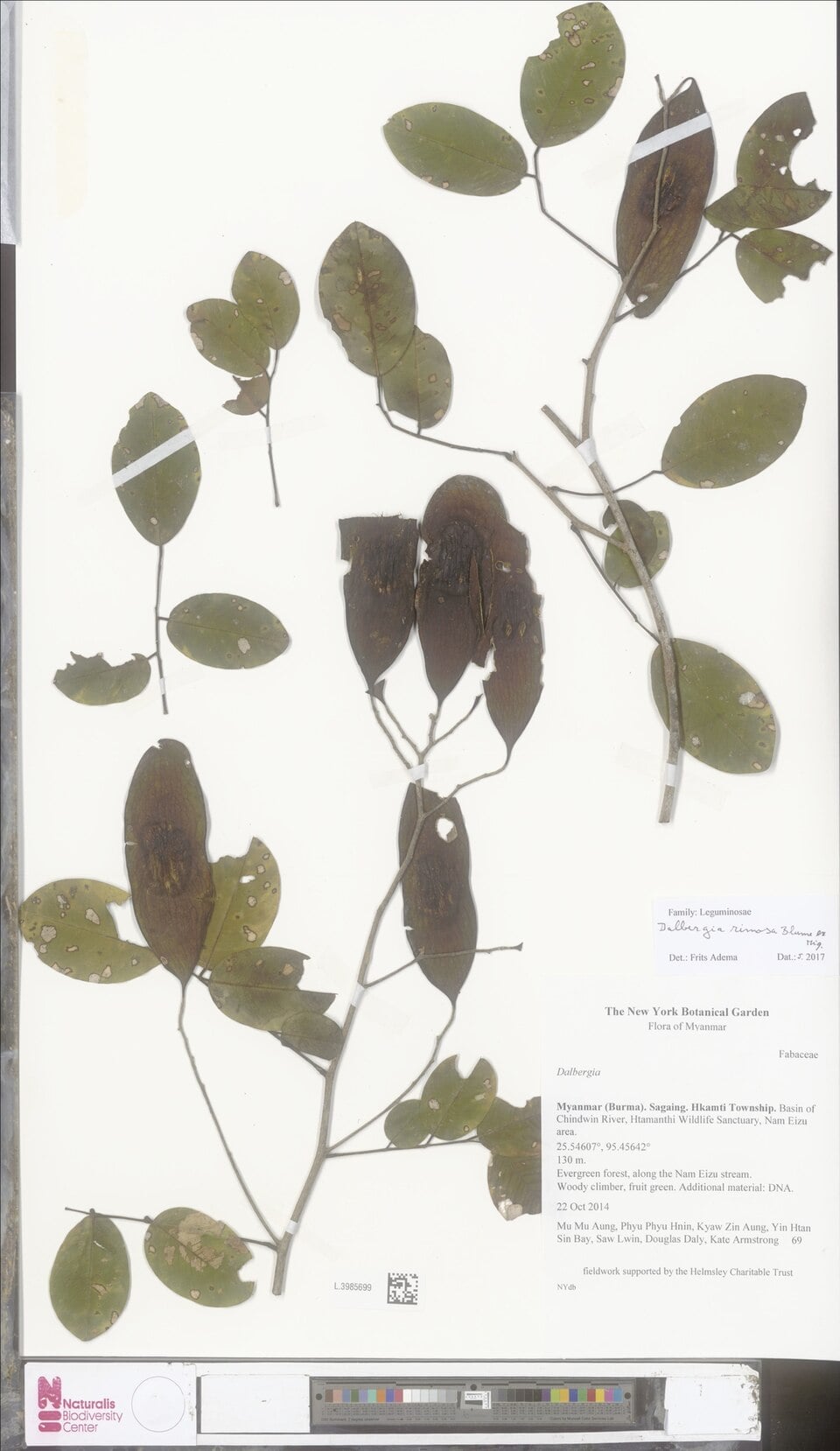 Dalbergia rimosa