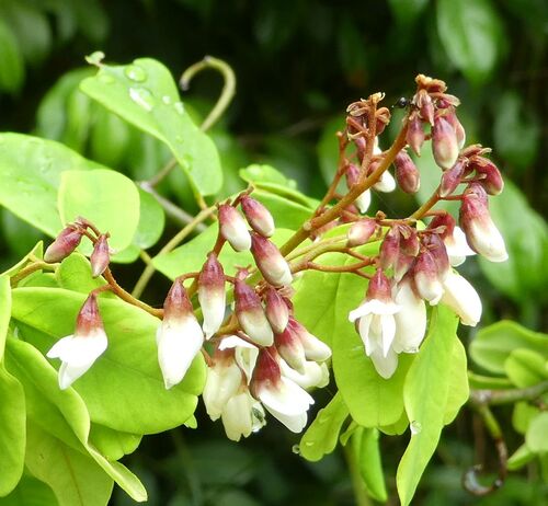 Dalbergia saxatilis — photo