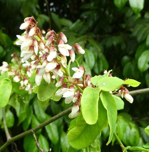 Dalbergia saxatilis