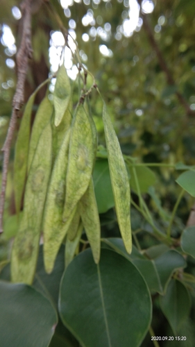 Dalbergia sissoo (Sissoo) — photo