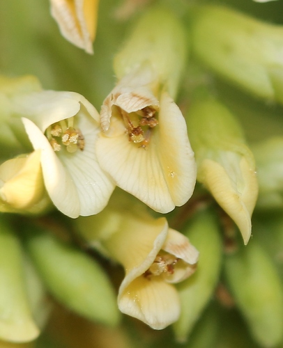 Dalbergia sissoo (Sissoo) — photo