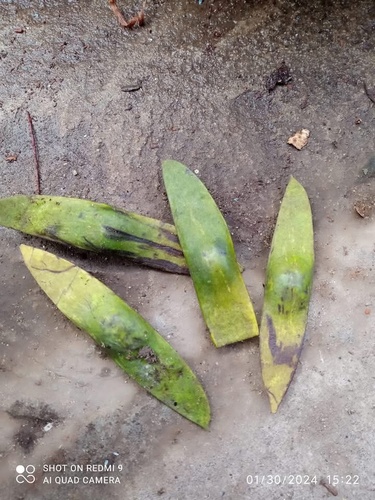 Dalbergia stipulacea (Tonnyok) — photo