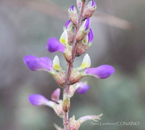 Dalea bicolor var. orcuttiana (Fragrant dalea) — photo