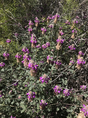 Dalea bicolor var. orcuttiana