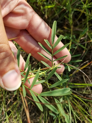 Dalea candida (White prairie clover) — photo