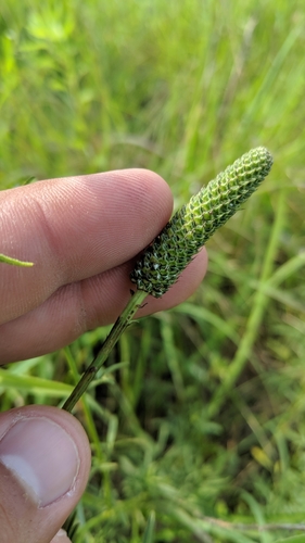 Dalea candida (White prairie clover) — photo
