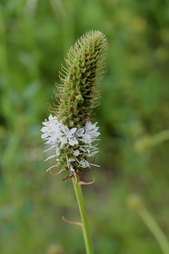 Dalea candida