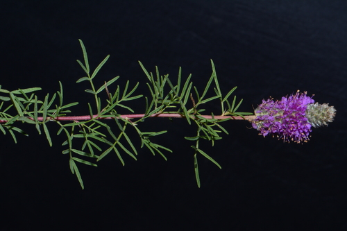 Dalea gattingeri (Purple Prairie Clover) — photo