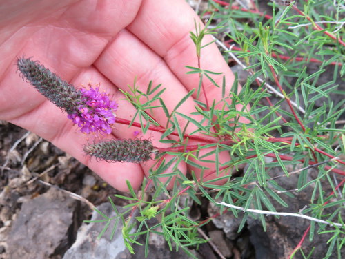 Dalea gattingeri (Purple Prairie Clover) — photo