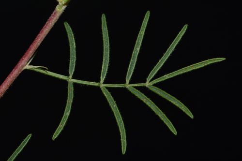 Dalea gattingeri