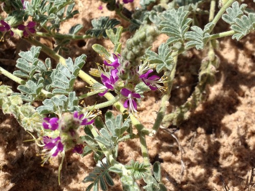 Dalea lanata (Indigo bush) — photo