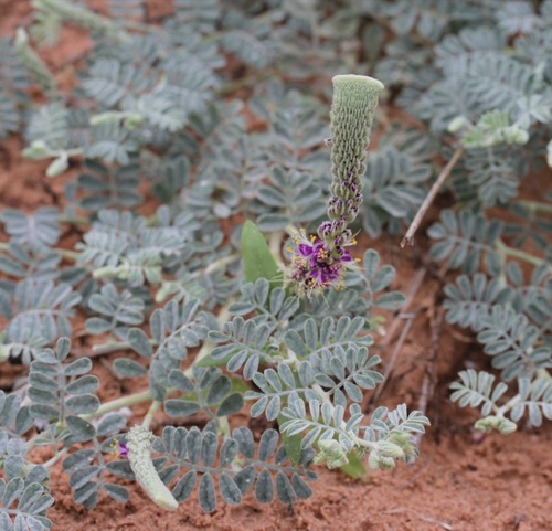 Dalea lanata (Indigo bush) — photo