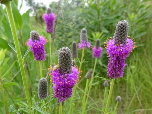 Dalea purpurea (Purple prairie clover) — photo