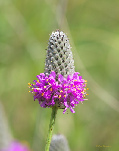 Dalea purpurea