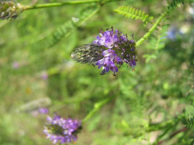 Dalea spp