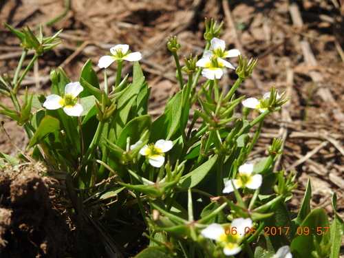 Damasonium alisma (Thrumwort) — photo