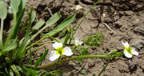 Damasonium alisma (Thrumwort) — photo