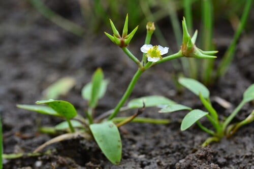 Damasonium alisma