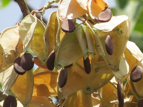Daniellia oliveri (African Copaiba) — photo