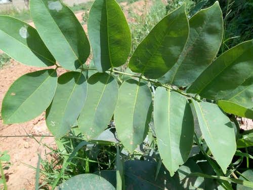 Daniellia oliveri (African Copaiba) — photo
