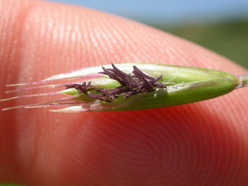 Danthonia californica — photo