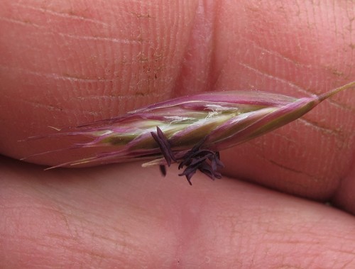 Danthonia californica — photo