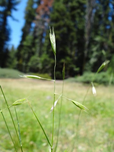 Danthonia californica