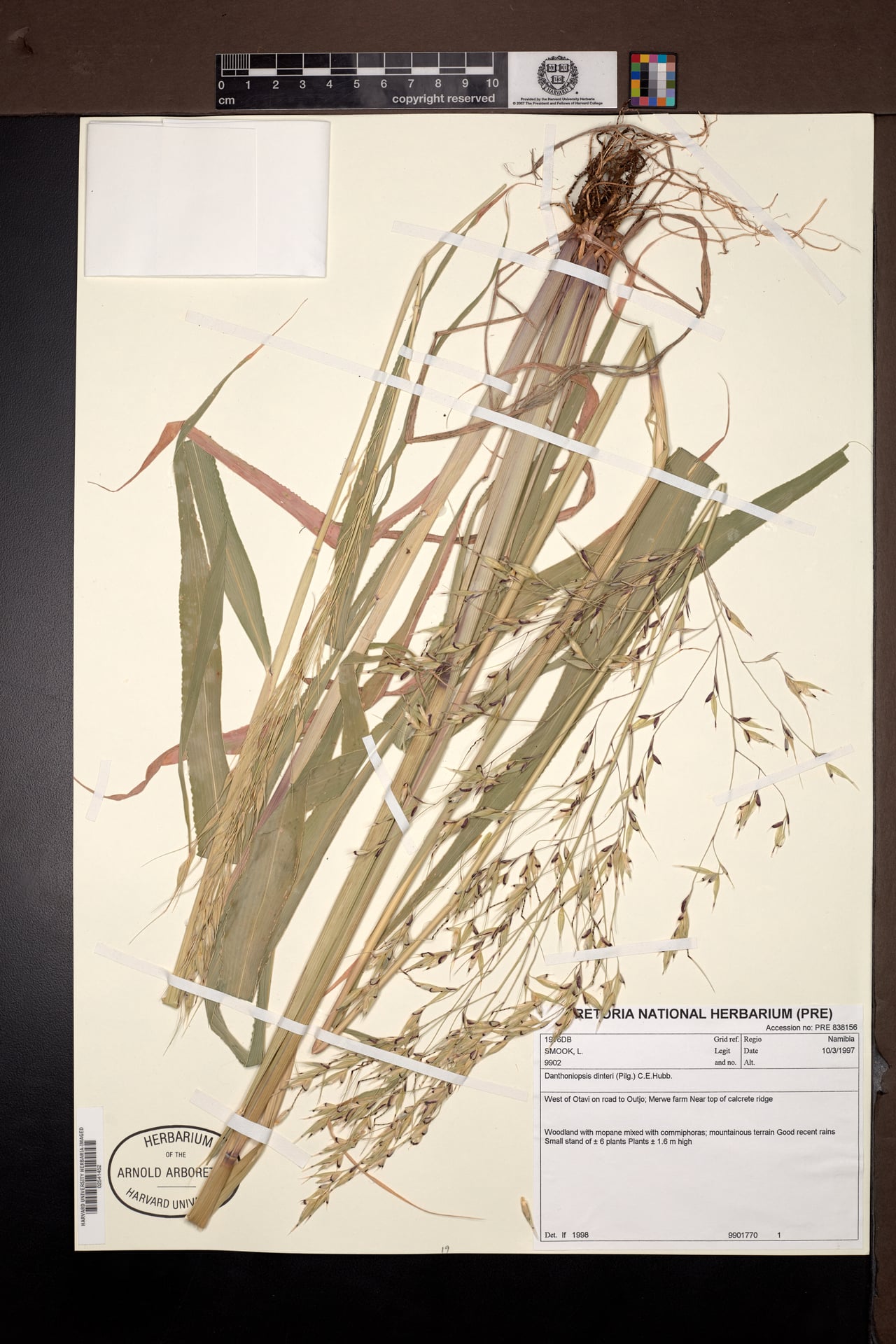 Danthoniopsis dinteri