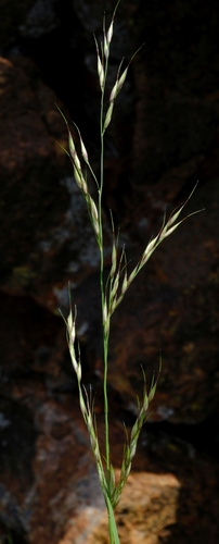 Danthoniopsis ramosa (Rock oats) — photo
