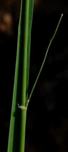 Danthoniopsis ramosa (Rock oats) — photo