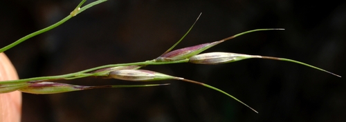 Danthoniopsis ramosa