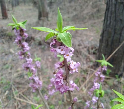 Daphne mezereum (February daphne) — photo