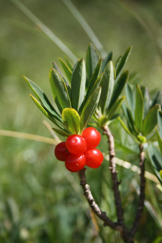 Daphne mezereum (February daphne) — photo