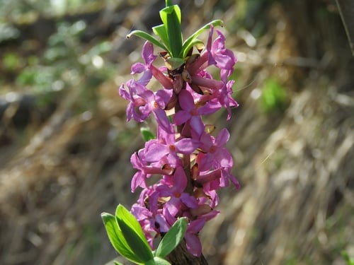 Daphne mezereum