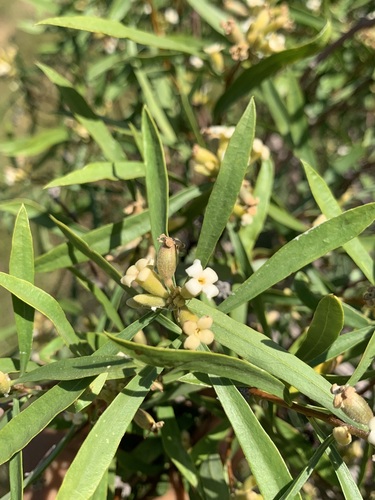 Daphne mucronata — photo