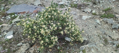 Daphne mucronata — photo