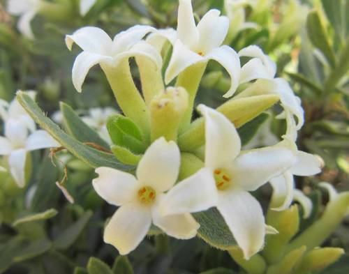 Daphne oleoides (Daphne) — photo